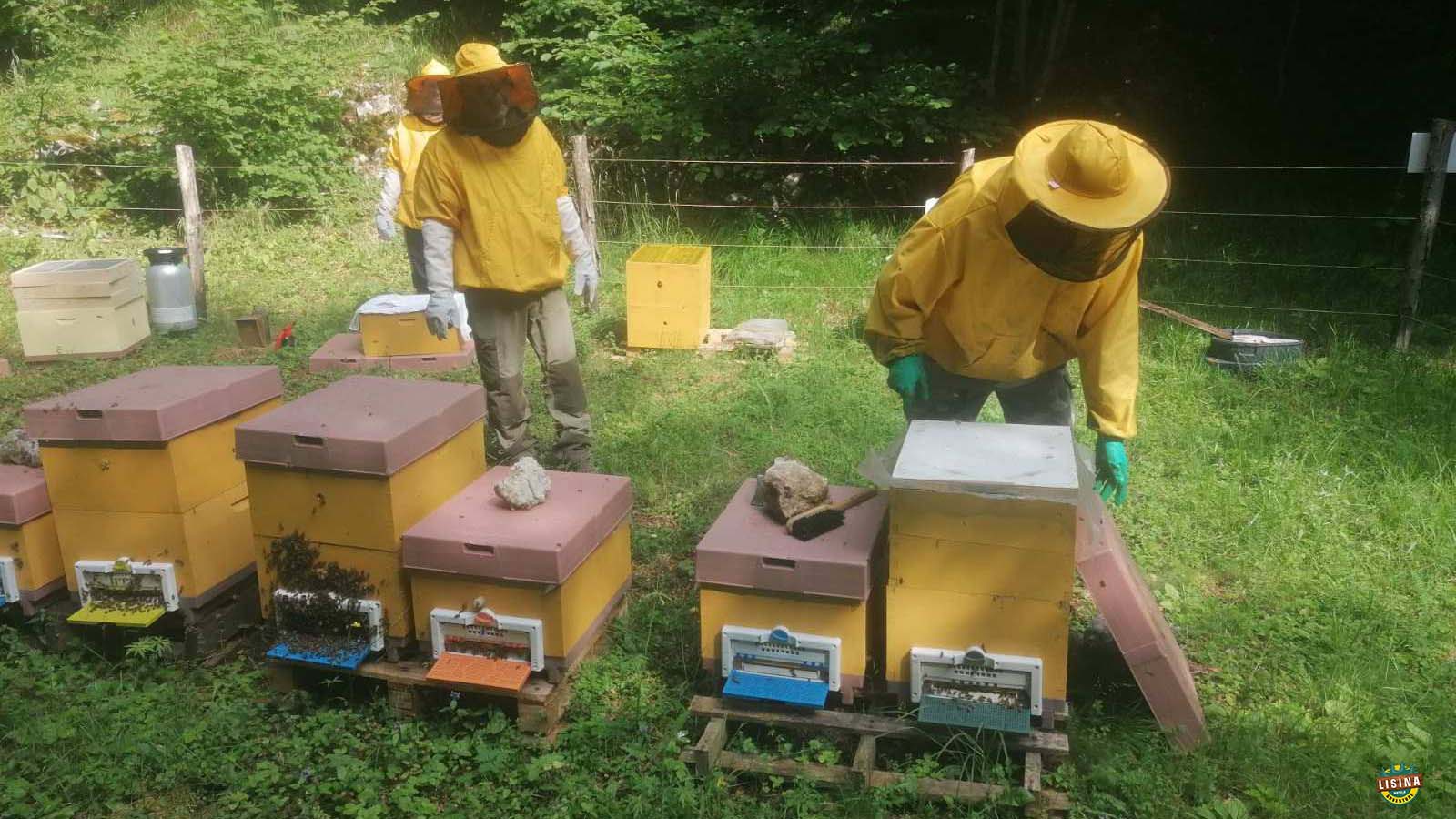 VRCANJE MEDA NA LISINI
